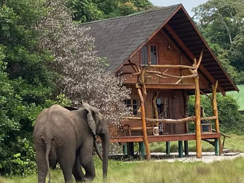 Un éléphant de forêt devant une case en bois, à la lisière de la forêt du parc national de Pongara